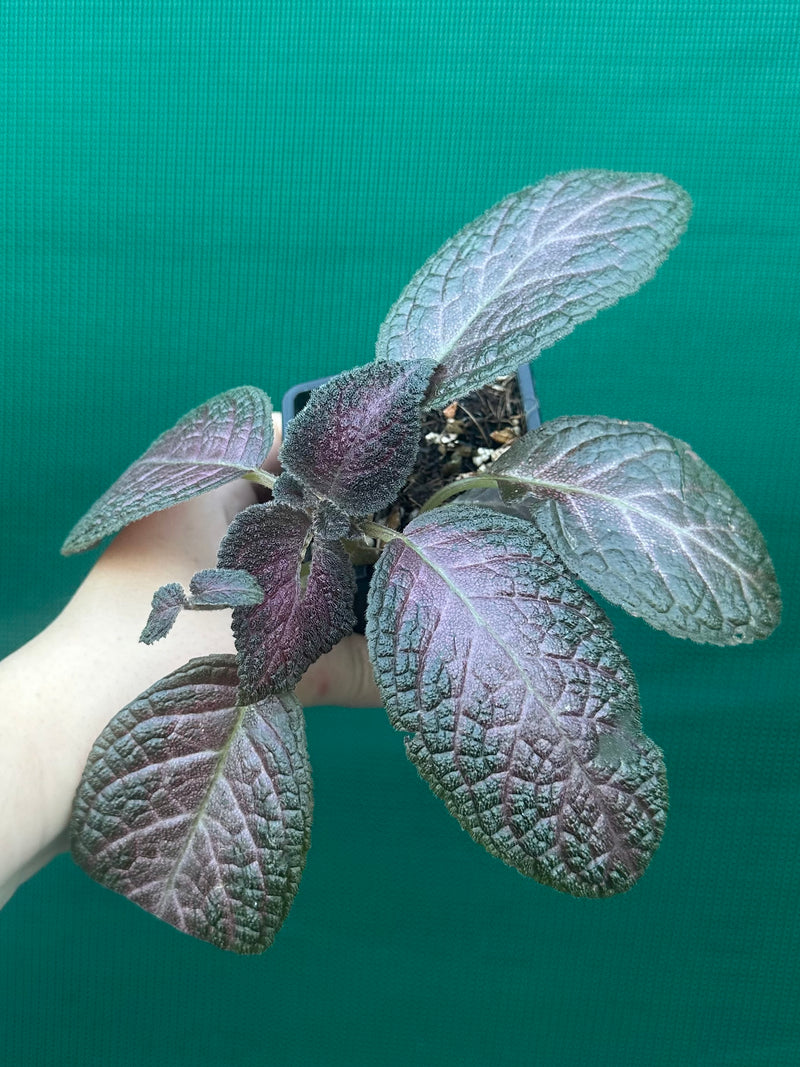 Episcia cupreata