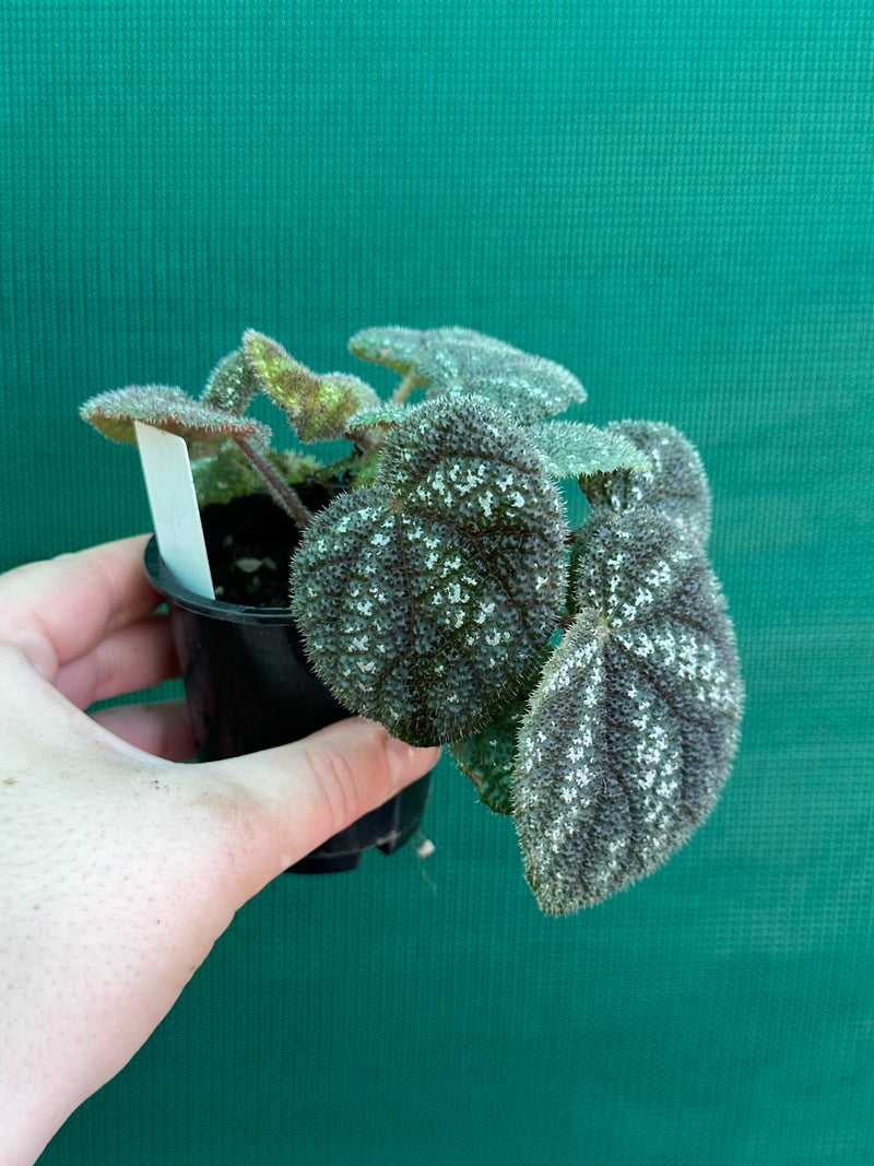 Begonia kui