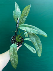 Epipremnum giganteum variegata
