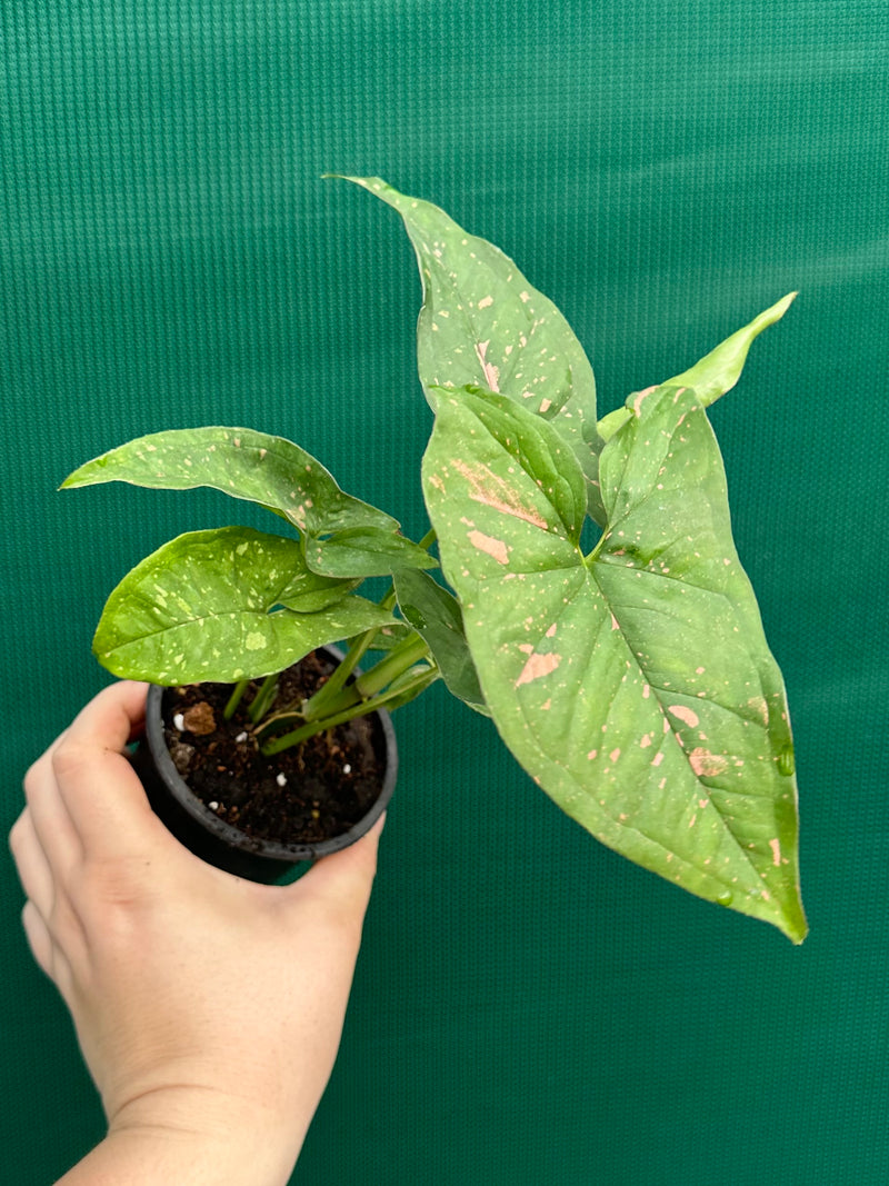 Syngonium ‘Pink Splash’