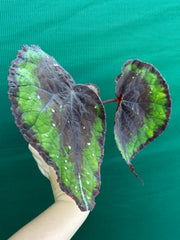 Begonia ‘Ace of Spades’