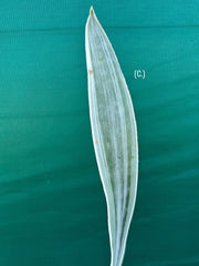 Sansevieria ‘Siam Silver’ NEW