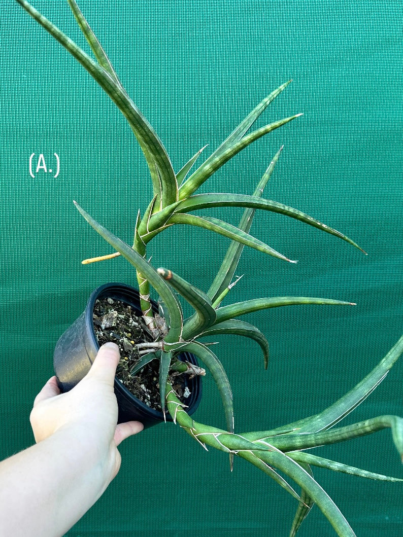 sansevieria ballyi Sansevieria ballyi