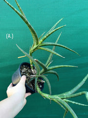 Sansevieria ballyi NEW