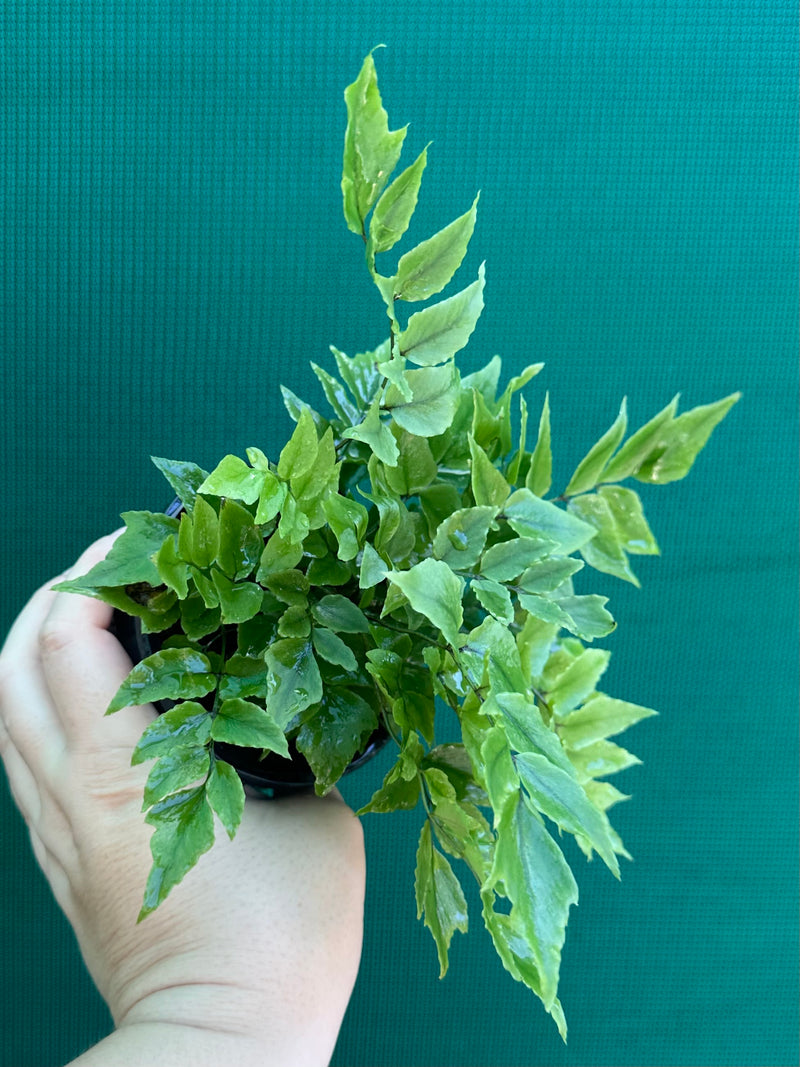 Cyrtomium falcatum ‘Holly’ NEW