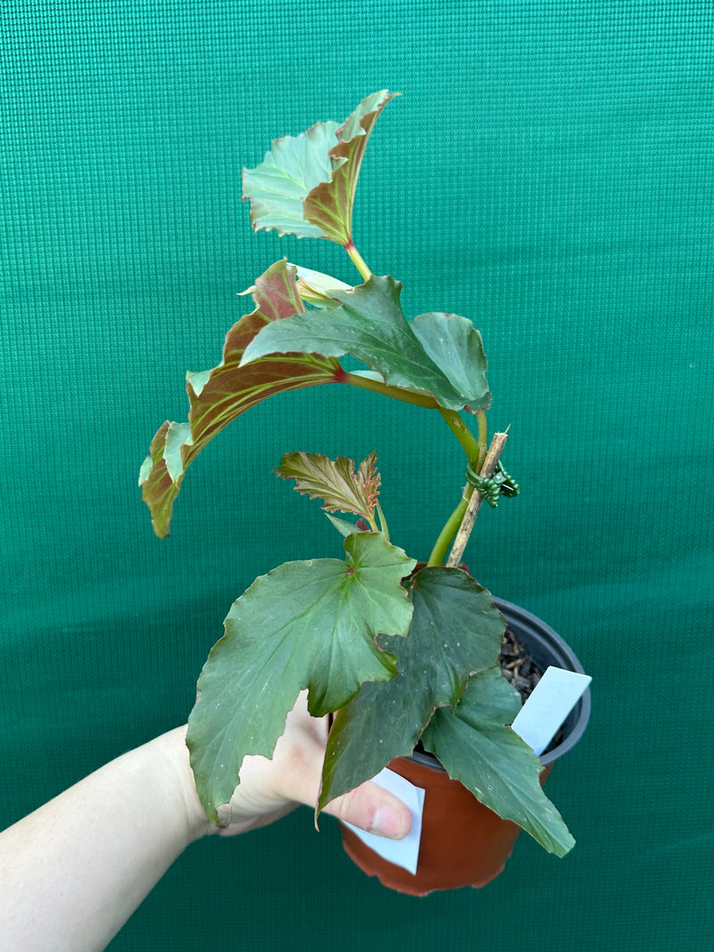 Begonia ‘Norma’s Delight' NEW