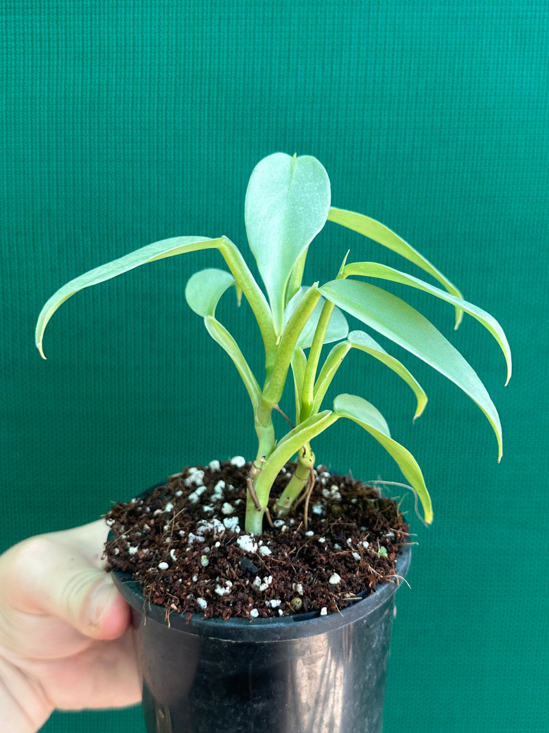 Philodendron hastatum
