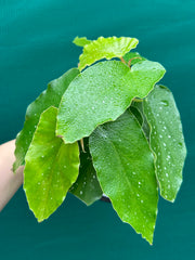 Begonia Angel Wing NOID