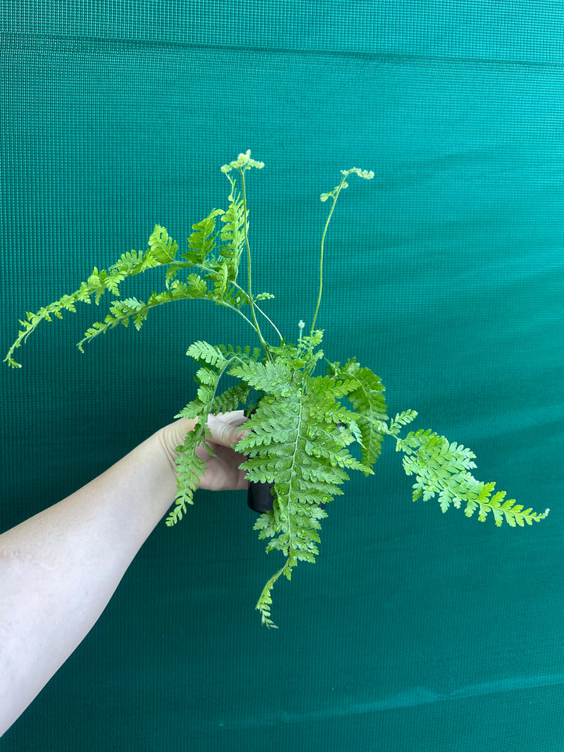 Dryopteris dilatata ‘Broad Buckler Fern’