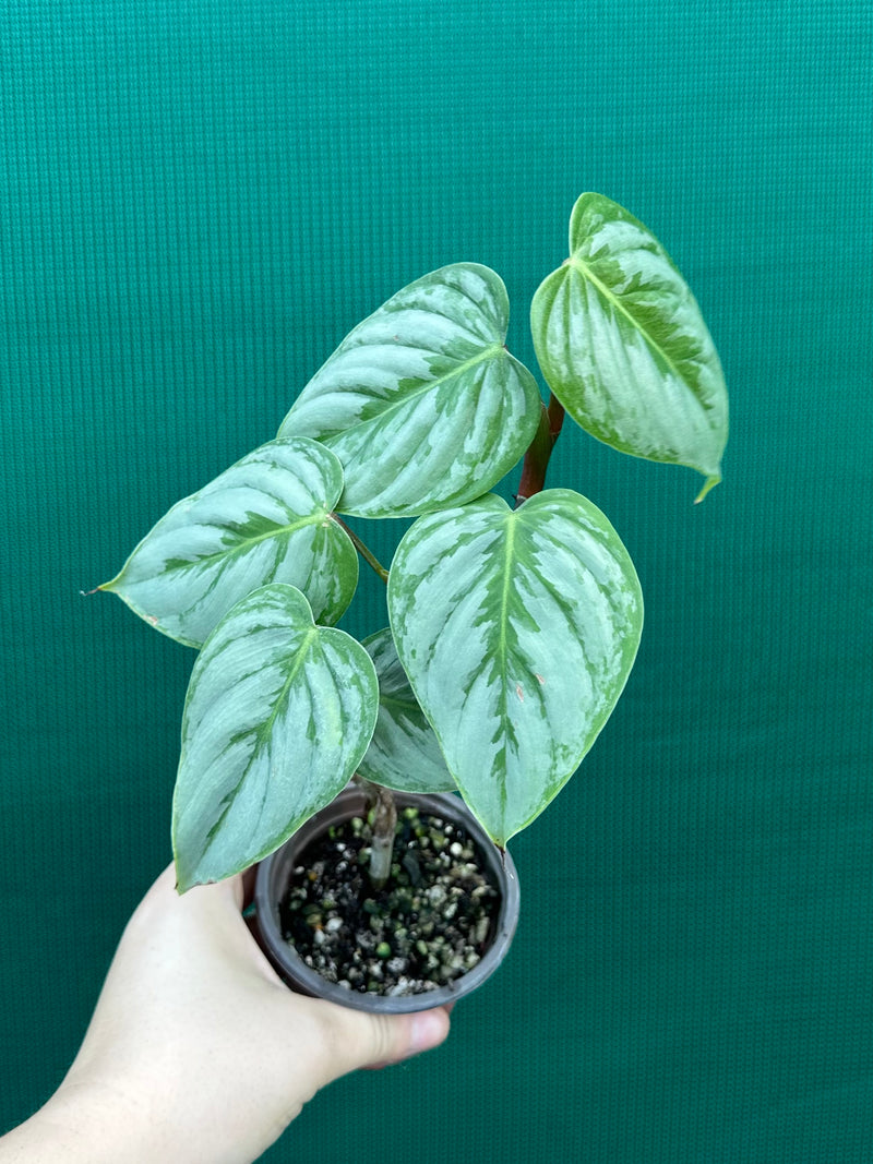 philodendron brandtianum vs sodiroi Philodendron sodiroi