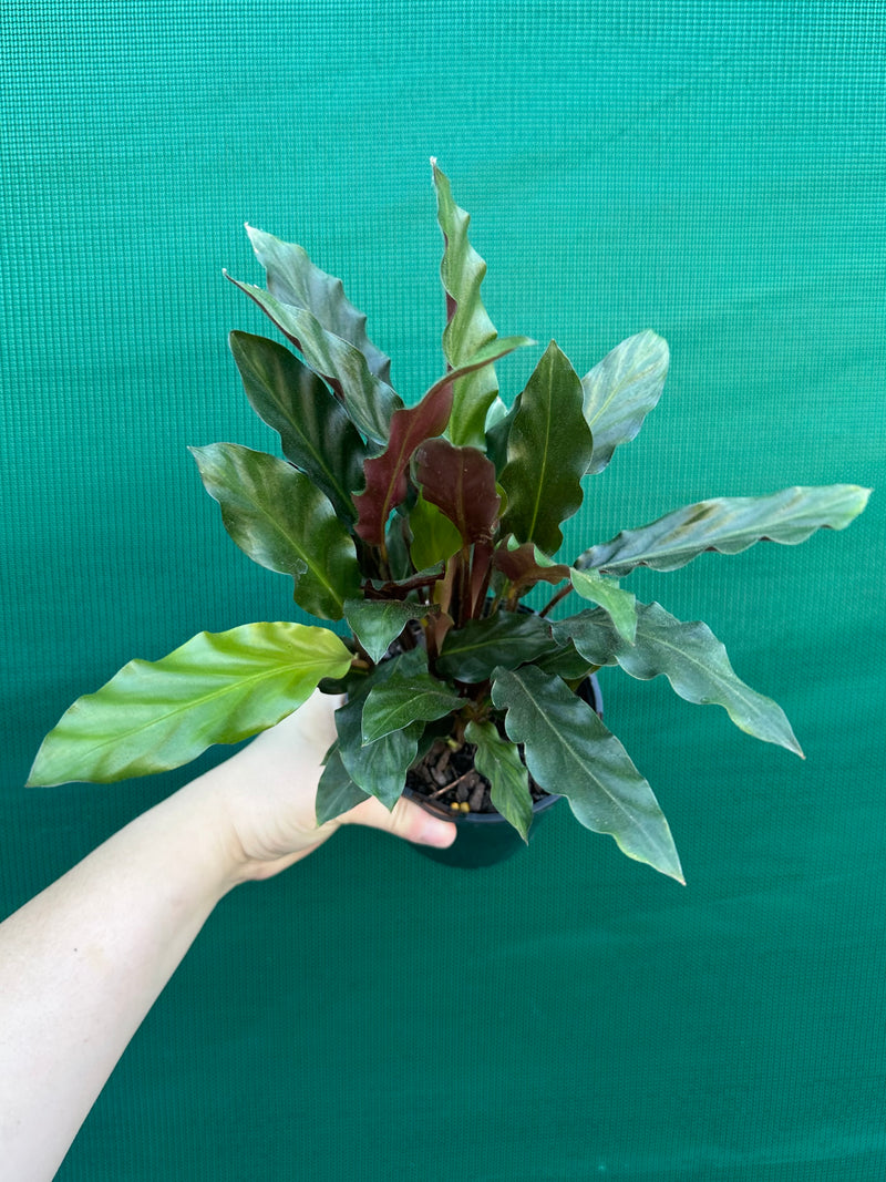 Calathea rufibarba NEW