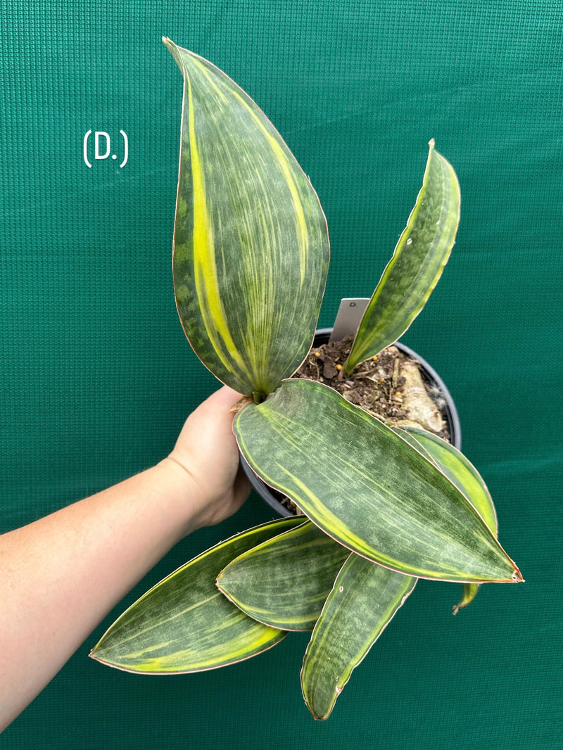 sansevieria whale fin variegated Sansevieria Masoniana Variegated