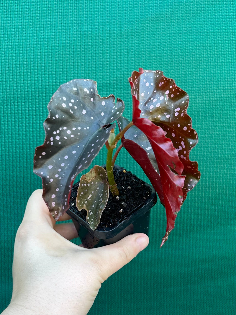 Begonia NOID 40 NEW
