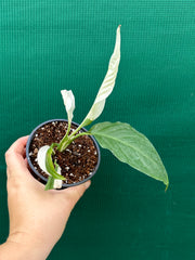 Spathiphyllum ‘Picasso’