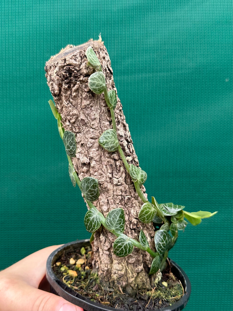 Rhaphidophora Cryptantha