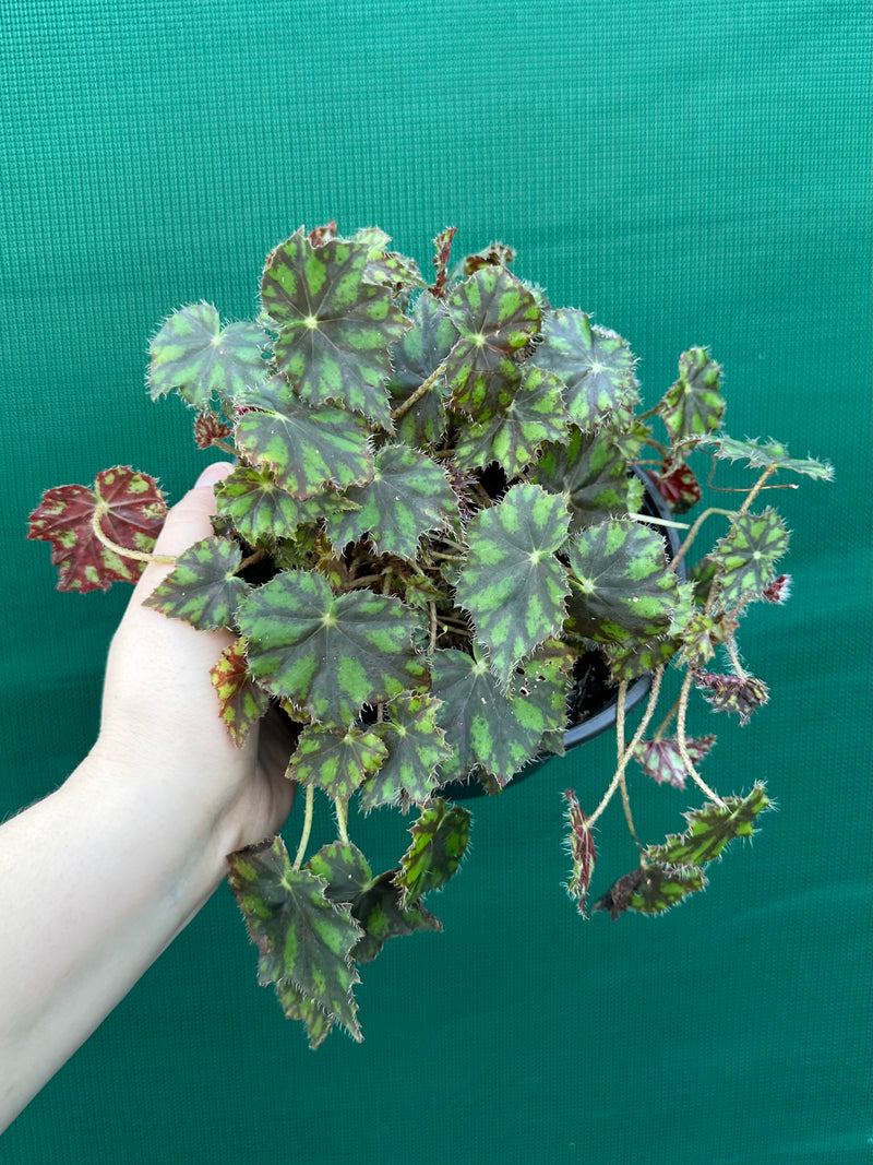 Begonia ‘Tiger Paws'