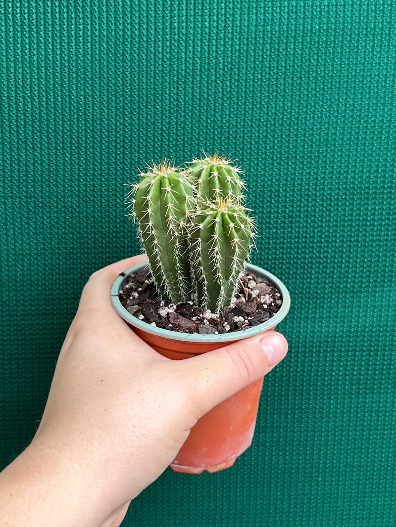 Neobuxbaumia polylopha