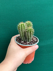 Neobuxbaumia polylopha