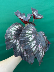Begonia NOID 2