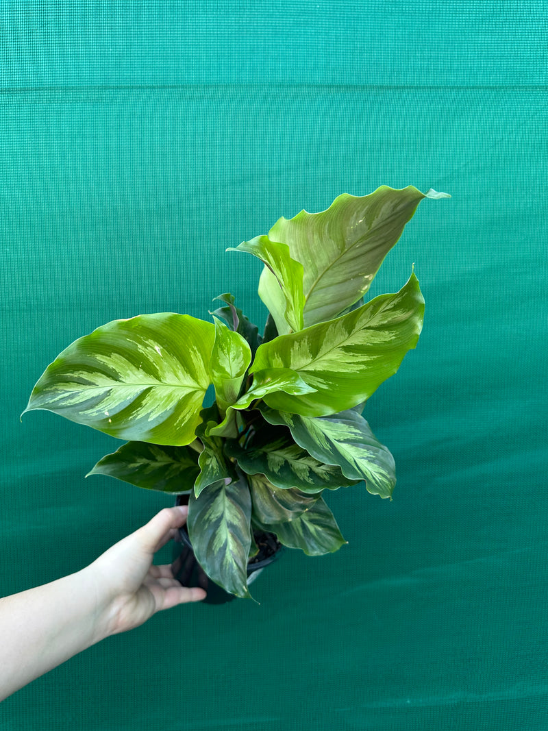 Calathea ‘Louisae Misto’ NEW