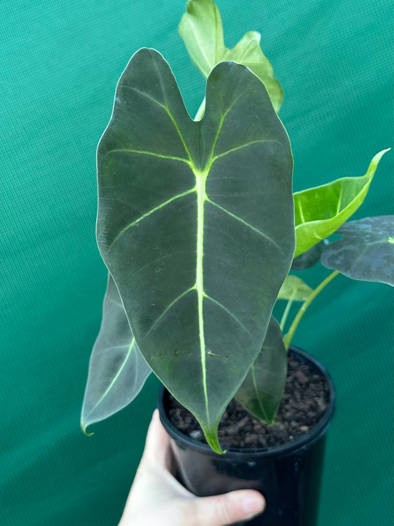 Alocasia ‘Green Velvet’