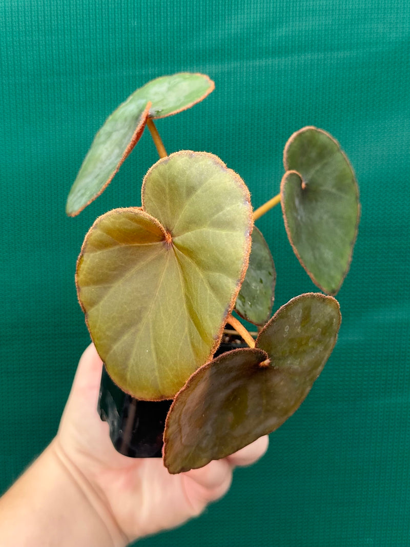 Begonia Lyman-Smithii