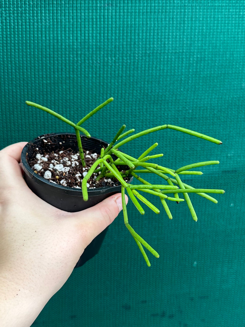 Rhipsalis Grandiflora