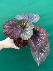 Begonia ‘Annan Storm’ NEW