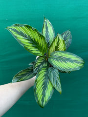 Calathea ‘Ornata’