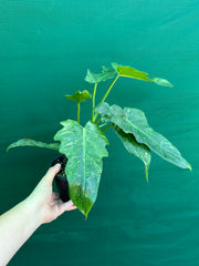 Philodendron ‘Golden Dragon’ NEW