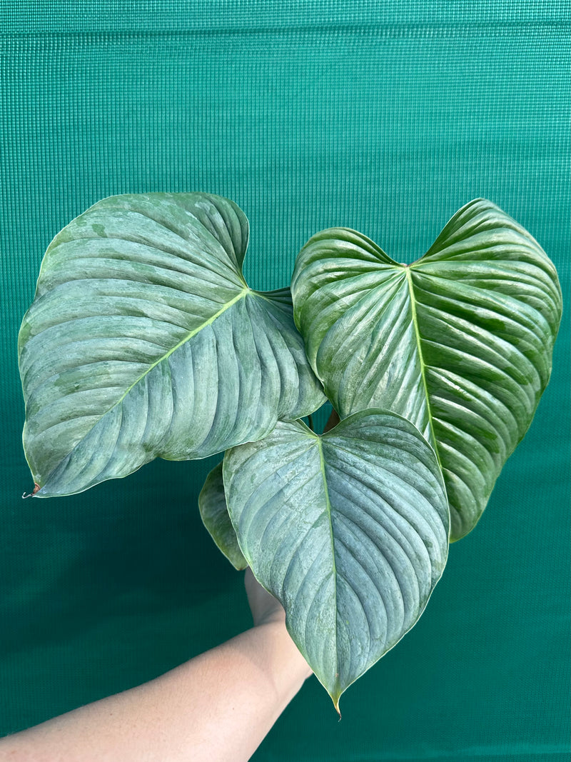 Philodendron sodiroi
