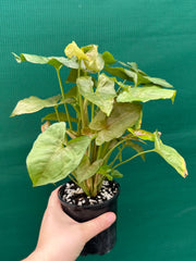 Syngonium 'Berry’