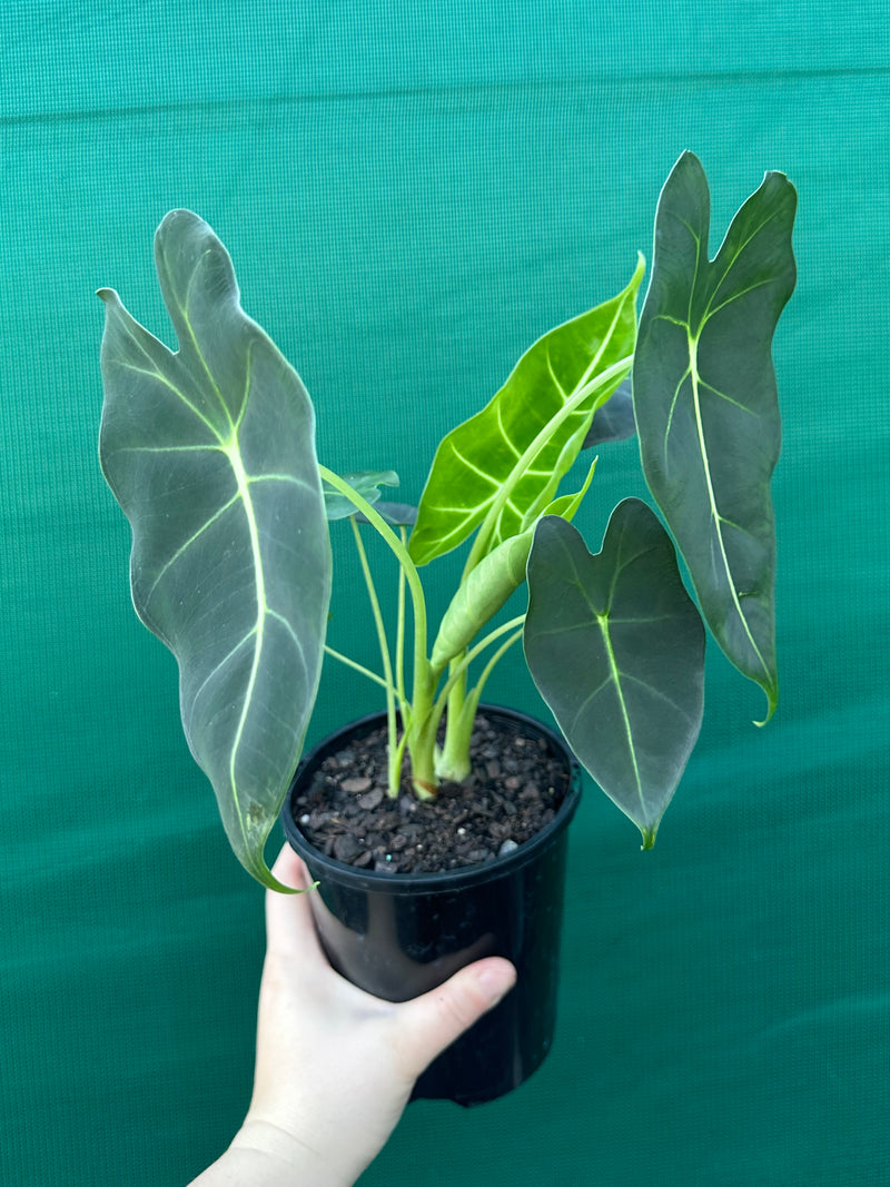 Alocasia ‘Green Velvet’