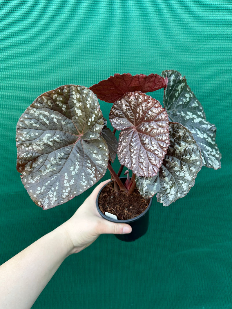 Begonia ‘Silver Galaxy’