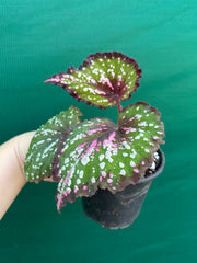 Begonia NOID 3 NEW