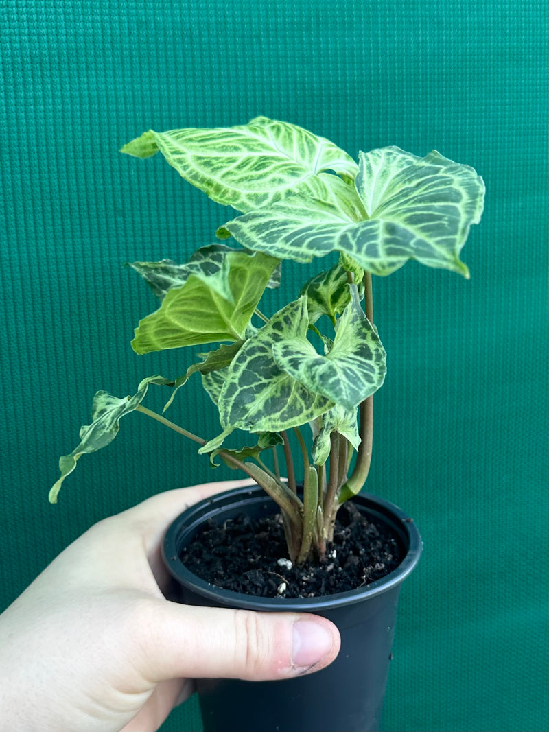 Syngonium podophyllum ‘Batik’