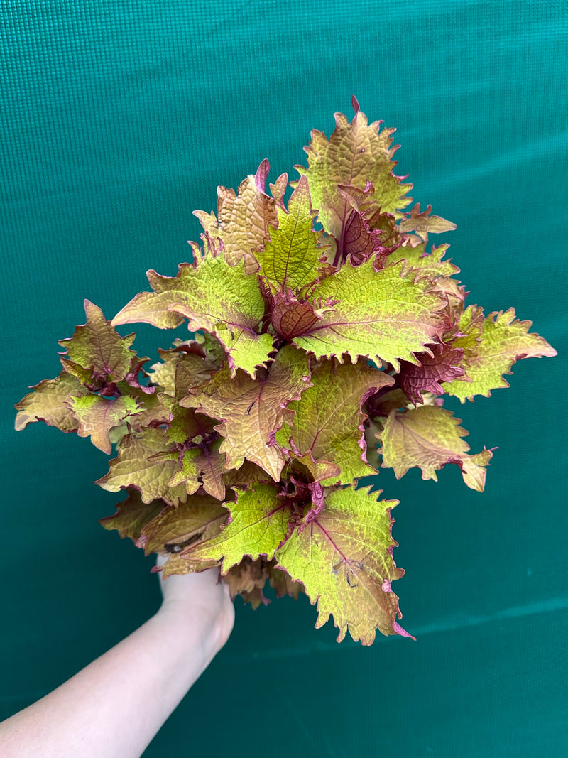 Coleus ‘Coral’ NEW