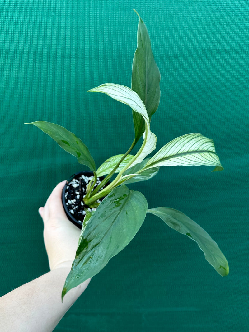Spathiphyllum ‘Candle Light’