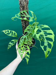 Monstera obliqua (Peru Form)