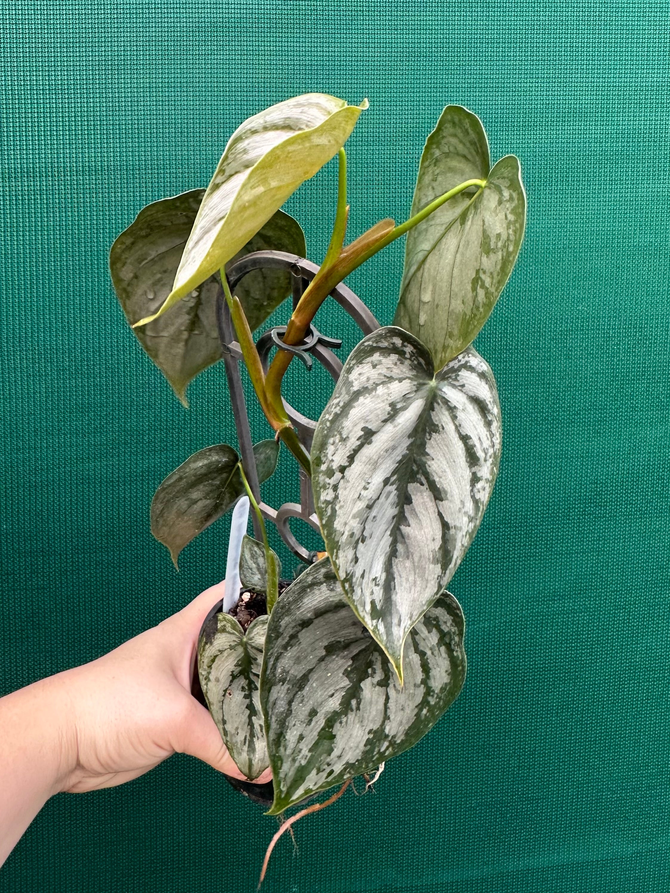 brandtianum philodendron Philodendron Brandtianum