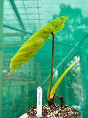 Philodendron 'Majestic' (Verrucosum x Sodiroi)