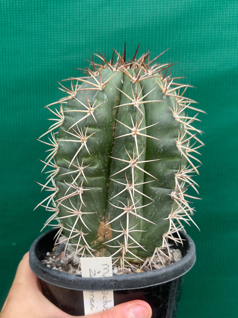 Melocactus Zehntneri NEW