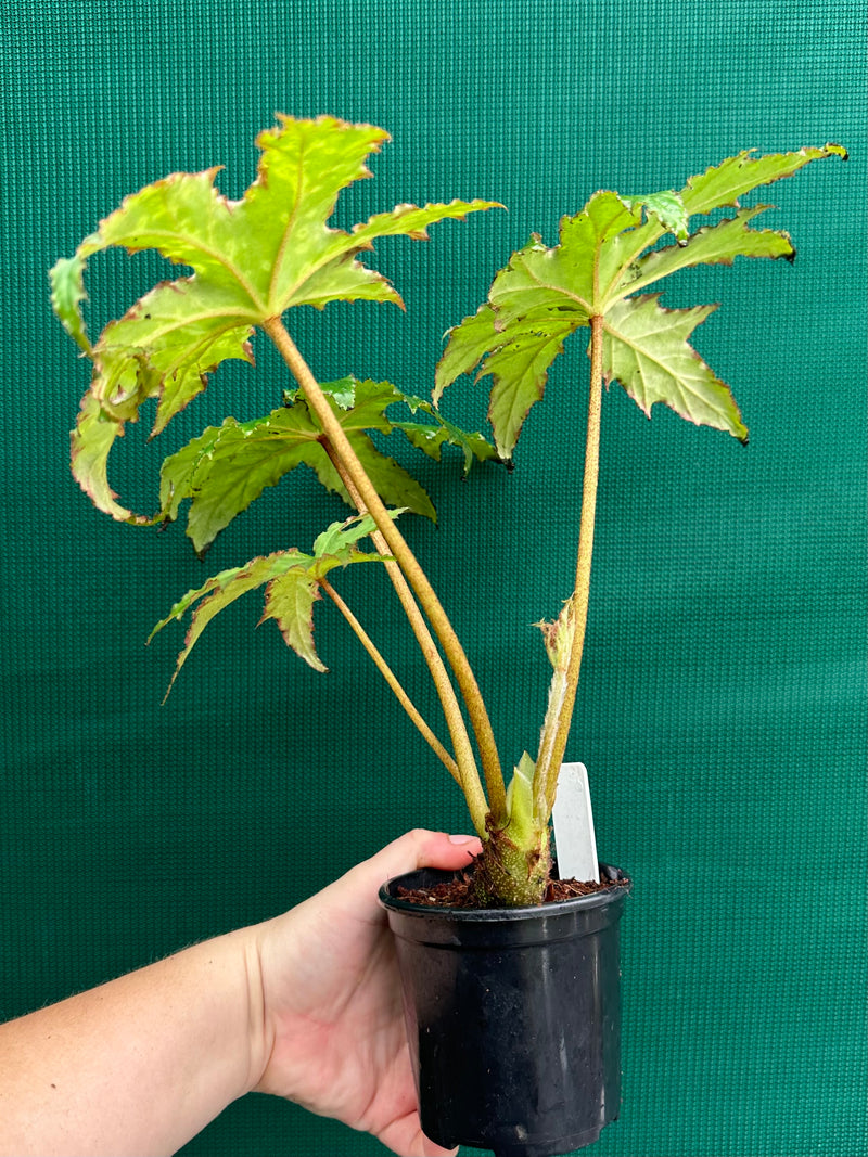 Begonia ‘RB Hybrid 456’
