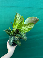 Calathea ‘Louisae Misto’ NEW