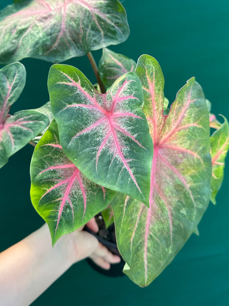 Caladium NOID 4 NEW