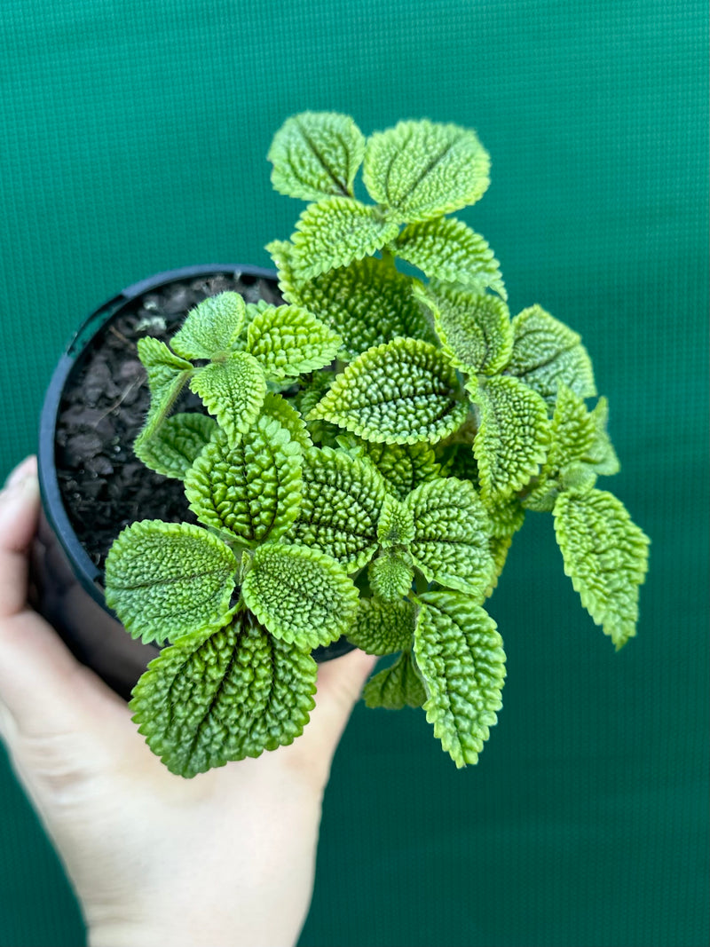 Pilea involucrata