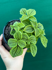 Pilea involucrata