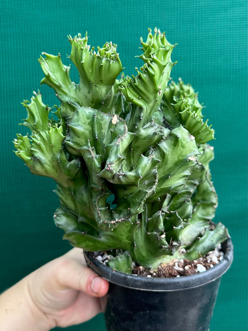 Euphorbia Lactea f. cristata NEW