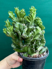 Euphorbia Lactea f. cristata NEW