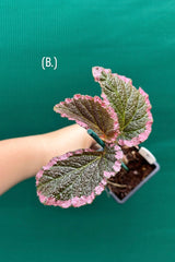 Begonia fulvovillosa (U012) NEW